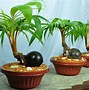 Bonsai Kelapa Harga